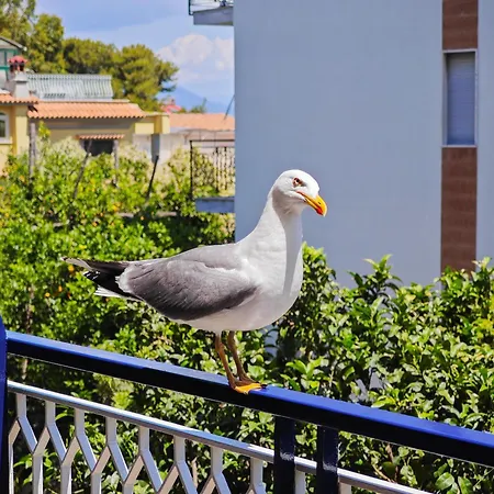 Sasa * Península Sorrentina